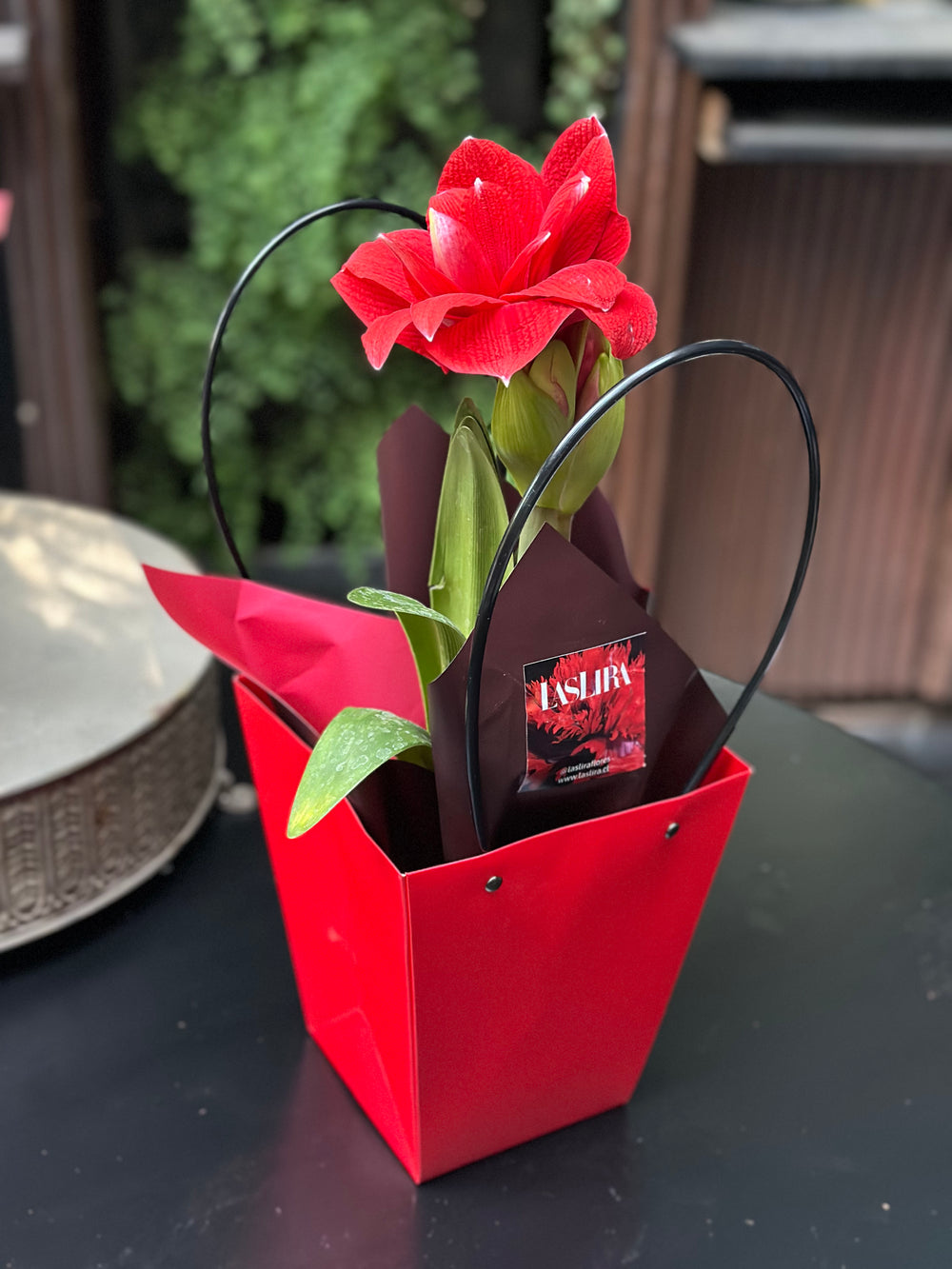 Amaryllis box