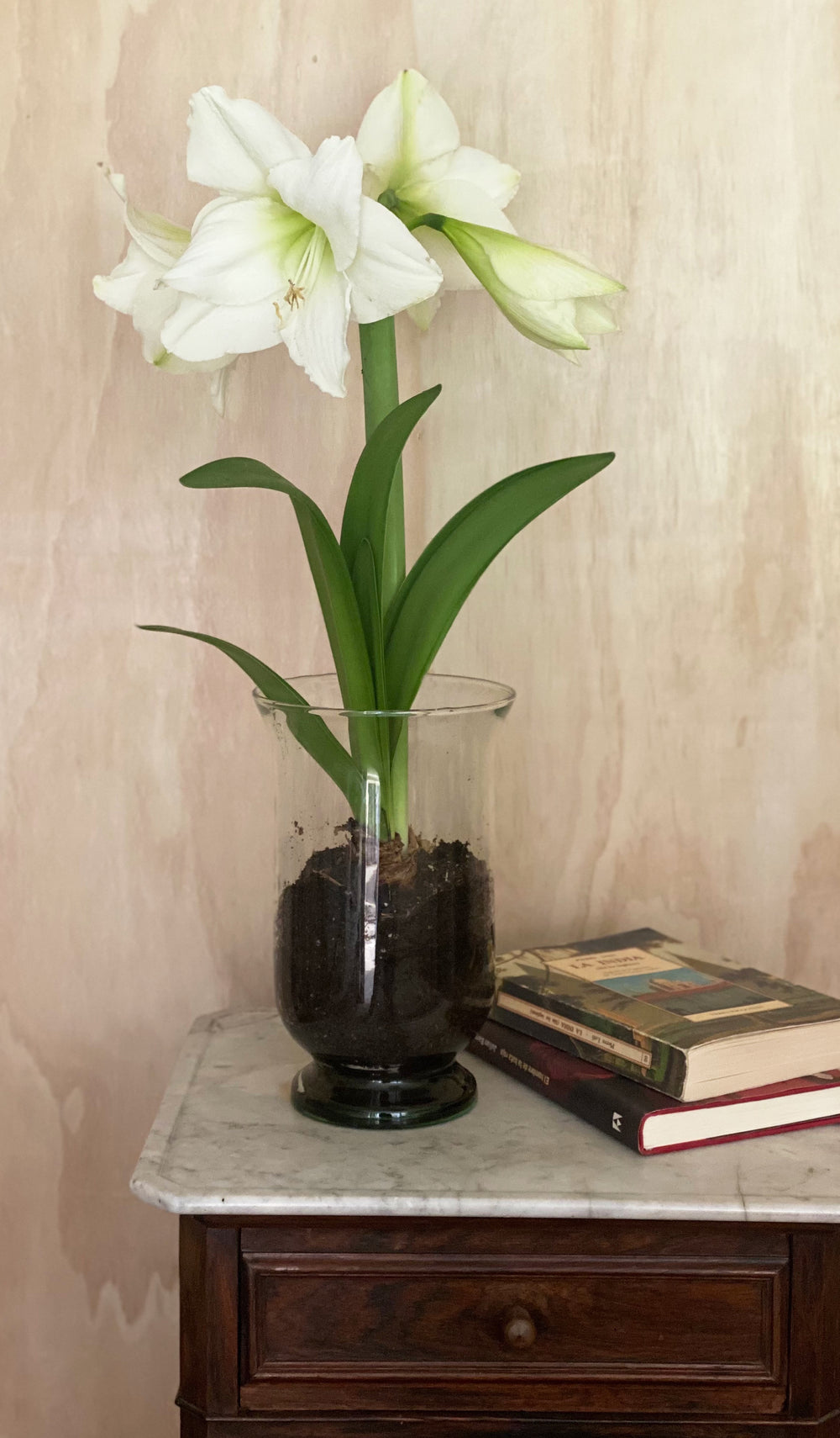 Amaryllis en Brisero - Blanco